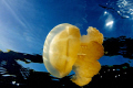 Jellyfish basking in the sun. Jellyfish lake Palau.