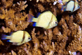 Perfect alignment of three damselfish.