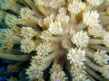 Close up of flower coral in Masa Alam, Egypt