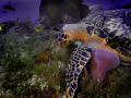 I caught this pair of Gray Angels waiting for a free meal as this Hawksbill feeds on reef sponge in Cozumel Mexico