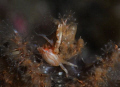 Perched on top of a sea pen at Nudi Falls, Lembeh.