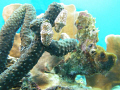 Pair of flamingo tongue nudibranchs stretching out.