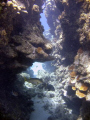 Roatan Reef