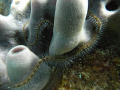 Brittle star on The Wreck of the Sapona South Bimini