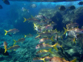 school of fish hanauma bay Hawaii