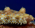 Eyes and mouth of a Peacock Flounder