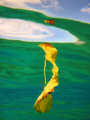 Taken in Hawaii of a floating leaf on the surface - I free dove down and on my way up took this image which shows the underwater shot, reflections of the leaf floating on the water and the sky..