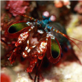 Mantis shrimp