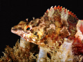 Painted Greenling (Oxylebius pictus) at La Jolla Shores.