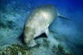 My first dive at Abu Dabab and my first dugong. Something I'll never forget...