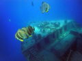 Thistlegorm
bow & batfish 
in a good viz day