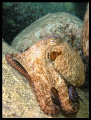 Octopus filosus