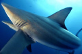 blacktip shark