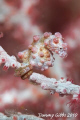 A Bargibanti pygmy seahorse in Tulamben, Bali, Indonesia.  Taken with a Nikon D300, 105mm lens, twin Z240 strobes.