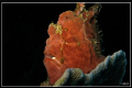 Giant frog fish. Deep Six, Similan Islands