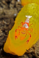 An Emperor shrimp riding a Gymnodoris.