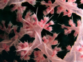 Soft Coral Close up.