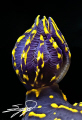 The gills of Cryptobranch dorid nudibranch 