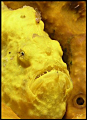 Long-lure Frogfish (Antennarius multiocellatus), Little Bay, Montserrat