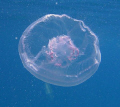 Although very common, there is a distinct beauty to the Moon Jellyfish (Aurelia aurita) that is worthy of observation.
