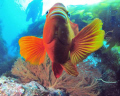 I was trying to get the gorgonian properly exposed with the diver overhead while this Garibaldi was constantly pecking at my dome port, finally he came to the center and I got this shot.
