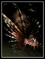 3 eyes...
shore dive heading to Mandarin Fish Spot in the afternoon..
With my Canon G10 & single 27DX Sea&Sea Strobe...