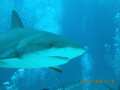 Is it dinner yet?
First shark dive and first time UW photographs. Nikon L22 with Ikelite housing with no strobe and no retouching. This was at Shark Arena with Stuarts Cove.