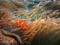 Spinecheek Anemonefish (Amphiprion biaculatus) living in a Bulb Anemone (Entacmaea quadricolor).