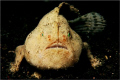 I think this should be a Cryptic Frogfish. Shot was taken in Lembeh a few years ago. Anyone knows if it really is a Cryptic Frogfish?