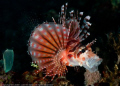 yaaawn...
This lionfish probably got tired of waiting for me to shoot!