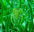 This pretty Cuttlefish hide between the sea grass. For myself its a amazing shoot and i got it here from the front, but also from the back and site.