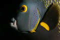 Angelfish portrait