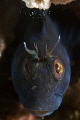 Blenny portrait off the coast of S. Carolina on the wreck of 