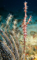 Harlequin Ornate Ghost Pipefish.