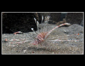 Lion fish. taken with G10, Manual white balance at 8 meter.....

this site is the place of Guinness book of record made... & its gonna be reclamate in this year....
we've placed a lot of reef blocks and made a coral transplantation....