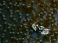 Anenome Crab, Bunaken Island, North Sulawesi