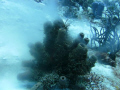Spawning coral