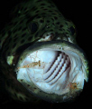 The grouper opens the mouth with the signal. He is like as if he is hynotized by the shrimps
The shrimps come to clean and wax our big guy.
It only takes 1 minute
The shrimps are probably one of the Urocaridalle species
