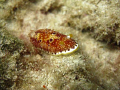 Red Spotted Sea Slug: About 1.5in. long, photo taken with Canon 950 in Hawaii