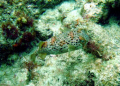 Cute little fellow! I think he's a Balloonfish? I saw him while diving off S. Florida.