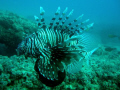 Lion fish