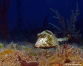 Juvenile Trunk Fish at the Halliburton wreck