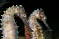 Two Thorny seahorses posing in a very similar way.