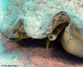 This conch is really keeping an eye on me.