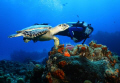 Hawksbill turtle and diver - Cozumel