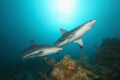 Reef sharks - 3 miles offshore of Roatan