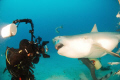 Bull shark up close and personal