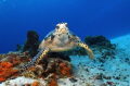 Hawksbill Turtle pausing to check me out