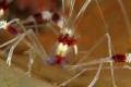 Banded Coral Shrimp - Roatan