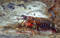 Mantis Shrimp found on the port wing of The Green Dragon B-25 bomber at Madang